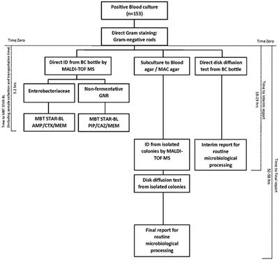 Comprehensive Evaluation of the MBT STAR-BL Module for Simultaneous Bacterial Identification and β-Lactamase-Mediated Resistance Detection in Gram-Negative Rods from Cultured Isolates and Positive Blood Cultures